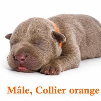 7e chiot (Portée Unknown mommy ❤ Unknown daddy) - Mâle Tricolore lilac collier orange Mâle American Bully