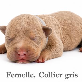 8e chiot (Portée Unknown mommy ❤ Unknown daddy) - Femelle Tricolore lilac collier gris Femelle American Bully