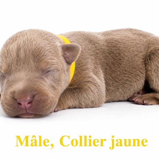 9e chiot (Portée Unknown mommy ❤ Unknown daddy) - Mâle Tricolore lilac collier jaune Mâle American Bully
