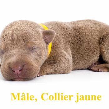 9e chiot (Portée Unknown mommy ❤ Unknown daddy) - Mâle Tricolore lilac collier jaune Mâle American Bully