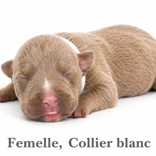 10e chiot (Portée Unknown mommy ❤ Unknown daddy) - Femelle tricolore lilac collier blanc Femelle American Bully
