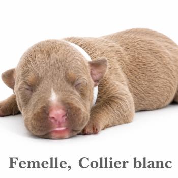 10e chiot (Portée Unknown mommy ❤ Unknown daddy) - Femelle tricolore lilac collier blanc Femelle American Bully