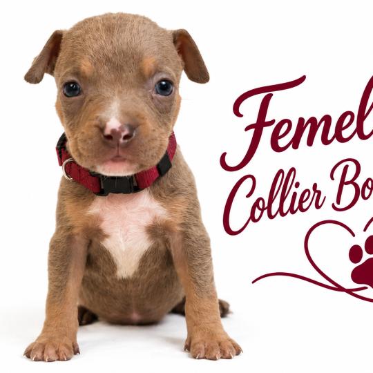 chiot American Bully tricolore lilac Phoenix bully's kennel  