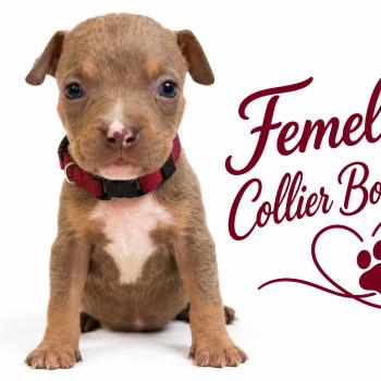 6e chiot (Portée Unknown mommy ❤ Unknown daddy) - Femelle tricolore lilac collier blanc Femelle American Bully