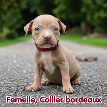 Freya Femelle American Bully