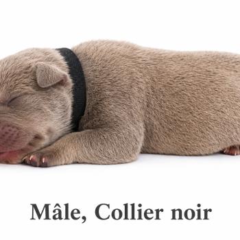 1er chiot (Portée Unknown mommy ❤ Unknown daddy) - Mâle Tricolore lilac collier noir Mâle American Bully