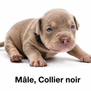 1er chiot (Portée Unknown mommy ❤ Unknown daddy) - Mâle Tricolore lilac collier noir Mâle American Bully