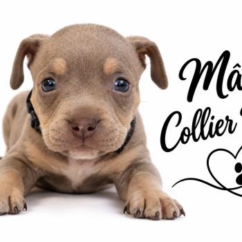 1er chiot (Portée Unknown mommy ❤ Unknown daddy) - Mâle Tricolore lilac collier noir Mâle American Bully