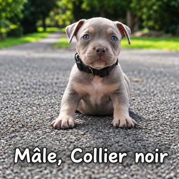 1er chiot (Portée Unknown mommy ❤ Unknown daddy) - Mâle Tricolore lilac collier noir Mâle American Bully
