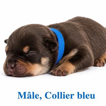 1er chiot (Portée Unknown mommy ❤ Unknown daddy) - Mâle tricolore chocolat collier bleu foncé Mâle American Bully