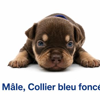 2e chiot (Portée Unknown mommy ❤ Unknown daddy) - Mâle tricolore chocolat collier bleu foncé Mâle American Bully