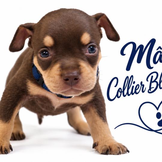 chiot American Bully tricolore chocolat Phoenix bully's kennel  