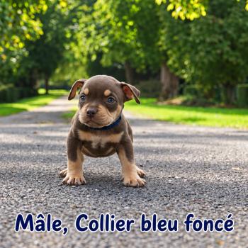 2e chiot (Portée Unknown mommy ❤ Unknown daddy) - Mâle tricolore chocolat collier bleu foncé Mâle American Bully