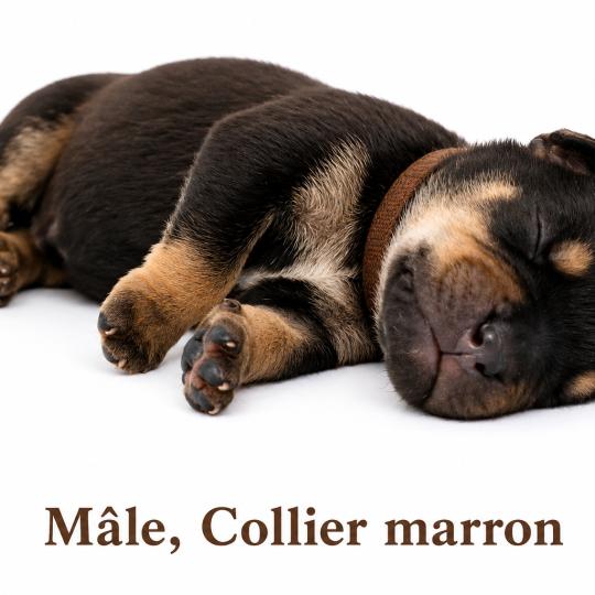 2e chiot (Portée Unknown mommy ❤ Unknown daddy) - Mâle tricolore noir collier marron Mâle American Bully
