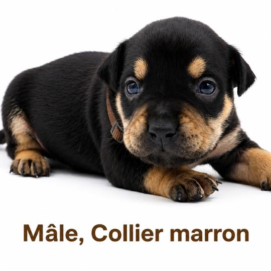 chiot American Bully tricolore noir Phoenix bully's kennel  