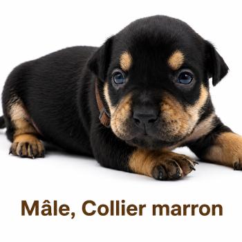 3e chiot (Portée Unknown mommy ❤ Unknown daddy) - Mâle tricolore noir collier marron Mâle American Bully