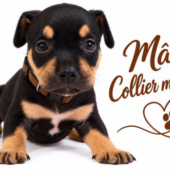 3e chiot (Portée Unknown mommy ❤ Unknown daddy) - Mâle tricolore noir collier marron Mâle American Bully