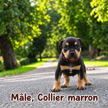 3e chiot (Portée Unknown mommy ❤ Unknown daddy) - Mâle tricolore noir collier marron Mâle American Bully