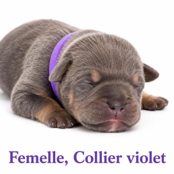 4e chiot (Portée Unknown mommy ❤ Unknown daddy) - Femelle tricolore bleu collier violet Femelle American Bully