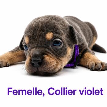 4e chiot (Portée Unknown mommy ❤ Unknown daddy) - Femelle tricolore bleu collier violet Femelle American Bully
