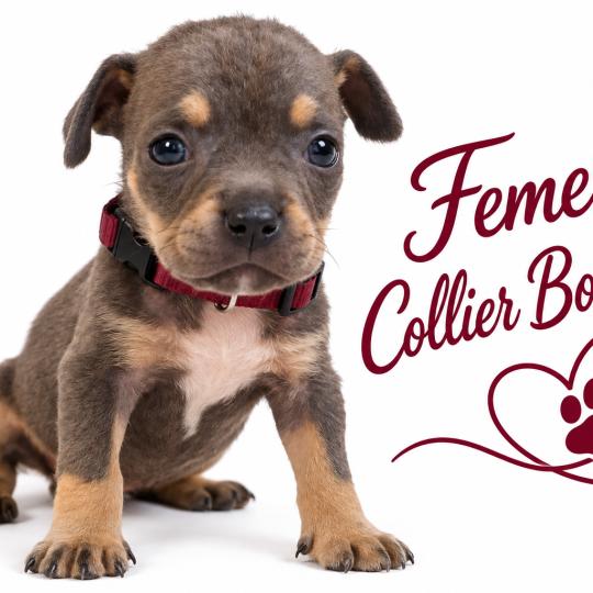 chiot American Bully tricolore bleu Phoenix bully's kennel  
