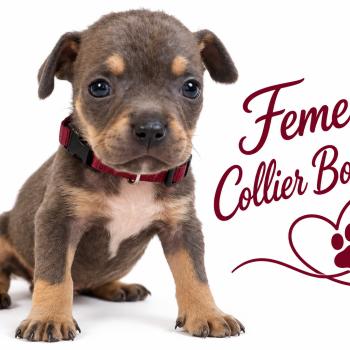 4e chiot (Portée Unknown mommy ❤ Unknown daddy) - Femelle tricolore bleu collier violet Femelle American Bully