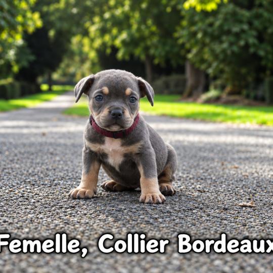 chiot American Bully tricolore bleu Phoenix bully's kennel  