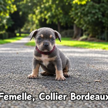 4e chiot (Portée Unknown mommy ❤ Unknown daddy) - Femelle tricolore bleu collier violet Femelle American Bully