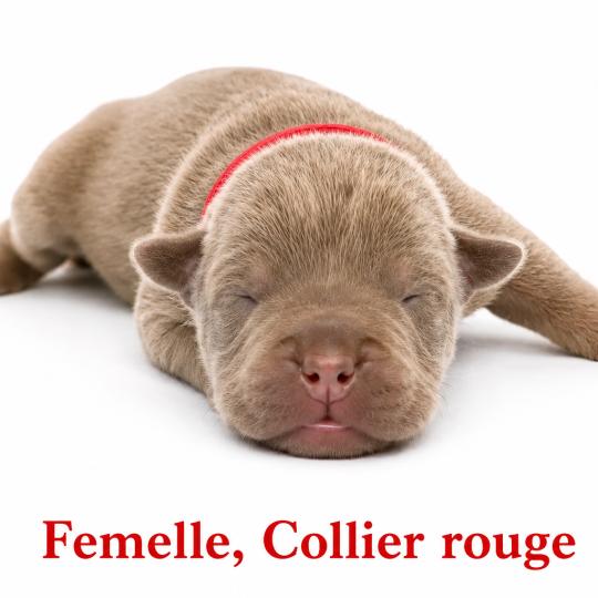 4e chiot (Portée Unknown mommy ❤ Unknown daddy) - Femelle tricolore lilac collier rouge Femelle American Bully