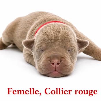 4e chiot (Portée Unknown mommy ❤ Unknown daddy) - Femelle tricolore lilac collier rouge Femelle American Bully