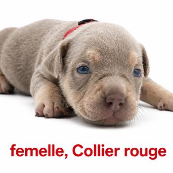 5e chiot (Portée Unknown mommy ❤ Unknown daddy) - Femelle tricolore lilac collier rouge Femelle American Bully