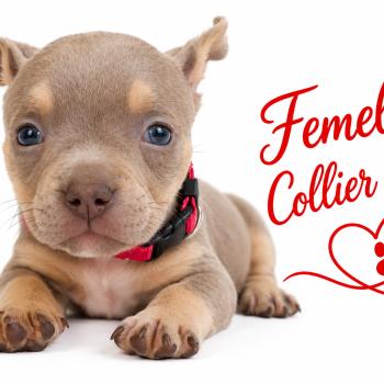 5e chiot (Portée Unknown mommy ❤ Unknown daddy) - Femelle tricolore lilac collier rouge Femelle American Bully