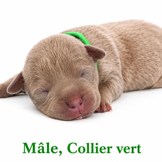 5e chiot (Portée Unknown mommy ❤ Unknown daddy) - Mâle Tricolore lilac collier vert Mâle American Bully