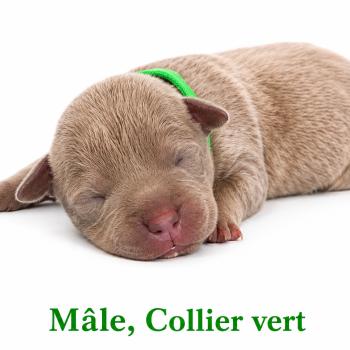 5e chiot (Portée Unknown mommy ❤ Unknown daddy) - Mâle Tricolore lilac collier vert Mâle American Bully