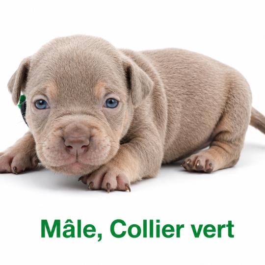 chiot American Bully Tricolore lilac Phoenix bully's kennel  