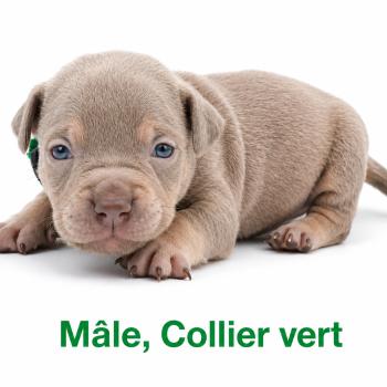 6e chiot (Portée Unknown mommy ❤ Unknown daddy) - Mâle Tricolore lilac collier vert Mâle American Bully