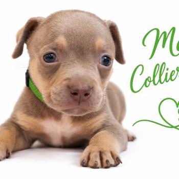 6e chiot (Portée Unknown mommy ❤ Unknown daddy) - Mâle Tricolore lilac collier vert Mâle American Bully