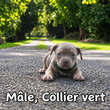 5e chiot (Portée Unknown mommy ❤ Unknown daddy) - Mâle Tricolore lilac collier vert Mâle American Bully