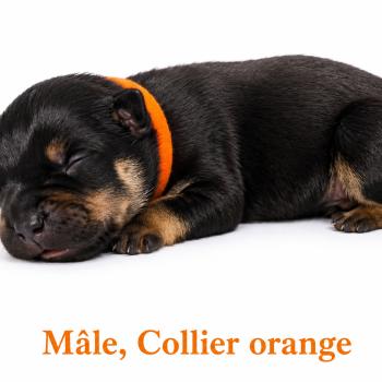 6e chiot (Portée Unknown mommy ❤ Unknown daddy) - Mâle tricolore noir collier orange Mâle American Bully