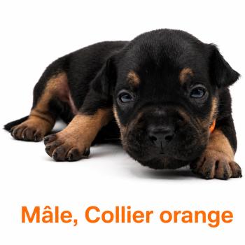 7e chiot (Portée Unknown mommy ❤ Unknown daddy) - Mâle tricolore noir collier orange Mâle American Bully