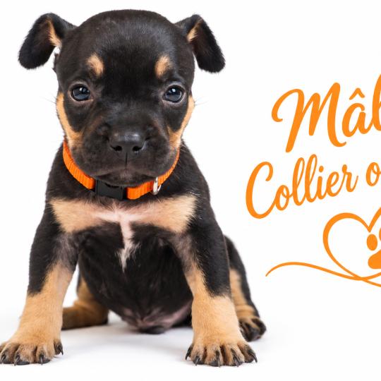 chiot American Bully tricolore noir Phoenix bully's kennel  