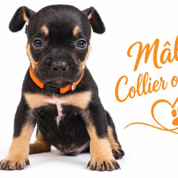 7e chiot (Portée Unknown mommy ❤ Unknown daddy) - Mâle tricolore noir collier orange Mâle American Bully