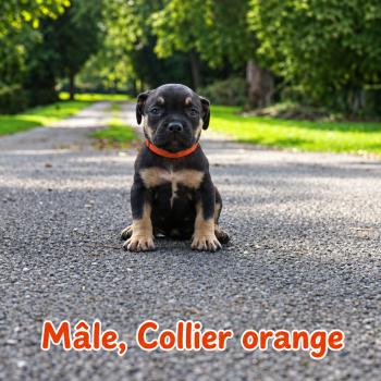 6e chiot (Portée Unknown mommy ❤ Unknown daddy) - Mâle tricolore noir collier orange Mâle American Bully