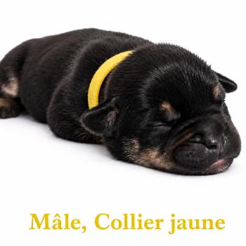 7e chiot (Portée Unknown mommy ❤ Unknown daddy) - Mâle tricolore noir collier jaune Mâle American Bully