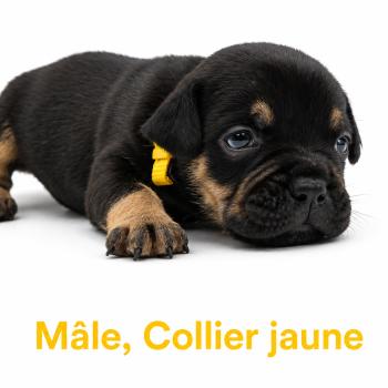 8e chiot (Portée Unknown mommy ❤ Unknown daddy) - Mâle tricolore noir collier jaune Mâle American Bully