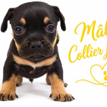 8e chiot (Portée Unknown mommy ❤ Unknown daddy) - Mâle tricolore noir collier jaune Mâle American Bully
