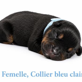 8e chiot (Portée Unknown mommy ❤ Unknown daddy) - Femelle tricolore noir collier bleu clair Femelle American Bully