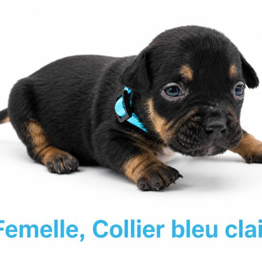 chiot American Bully tricolore noir Phoenix bully's kennel  
