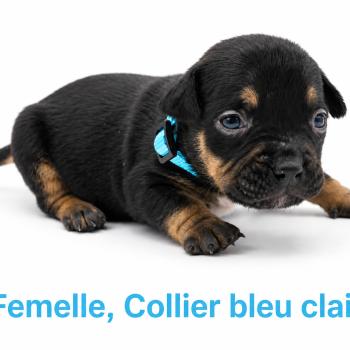 9e chiot (Portée Unknown mommy ❤ Unknown daddy) - Femelle tricolore noir collier bleu clair Femelle American Bully