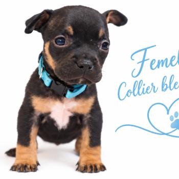 9e chiot (Portée Unknown mommy ❤ Unknown daddy) - Femelle tricolore noir collier bleu clair Femelle American Bully